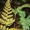 Davallia tyermannii - Image 2