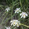 Dietes iridioides
