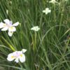 Dietes iridioides - Image 2
