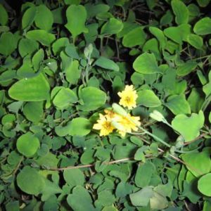 Ixeris stolonifera