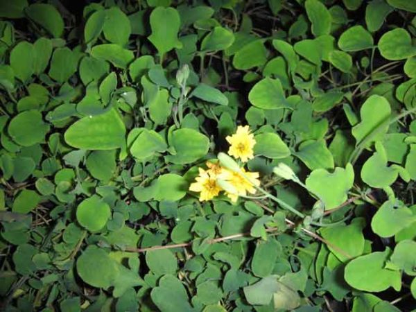 Ixeris stolonifera