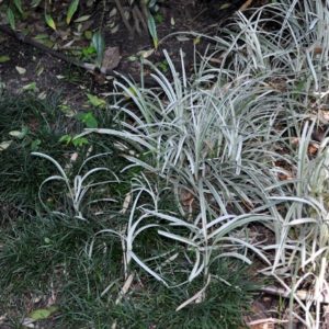 Liriope muscari 'Silver Ribbon'