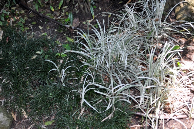 Liriope muscari 'Silver Ribbon'