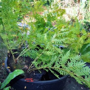 Osmunda regalis