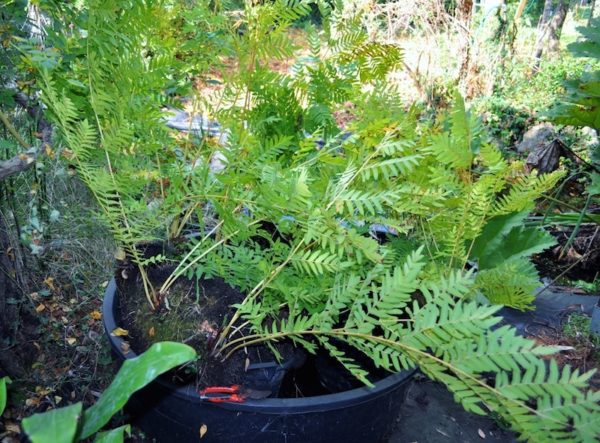 Osmunda regalis