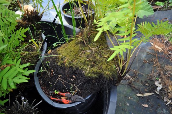 Osmunda regalis – Image 3