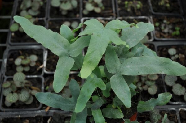 Phlebodium pseudoaureum – Image 2