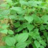 Pilea angulata subsp. petiolaris - Image 2
