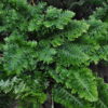 Polypodium cambricum 'Pulcherrimum' - Image 3