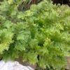 Polypodium cambricum 'Pulcherrimum' - Image 2