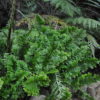 Polypodium cambricum 'Pulcherrimum' - Image 4