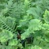 Polypodium cambricum 'Pulcherrimum'