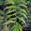 Woodwardia radicans - Image 4