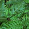 Woodwardia radicans - Image 2