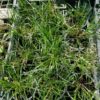 Carex nachiana – Image 2