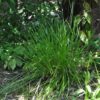 Carex nachiana