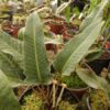 Pyrrosia drakeana - Image 3