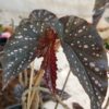 Begonia 'Dotsy' - Image 6