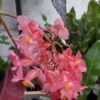 Begonia 'Dotsy' - Image 2