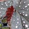 Begonia 'Dotsy'