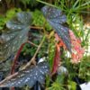 Begonia 'Dotsy' - Image 4