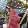 Begonia 'Dotsy' - Image 5