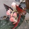 Begonia 'Dotsy' - Image 3