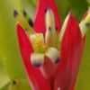 Billbergia amoena