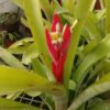 Billbergia amoena - Image 3