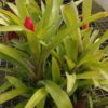 Billbergia amoena - Image 2