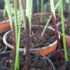 Aspidistra sichuanensis ‘Kinboshi’ – Image 2