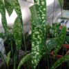 Aspidistra sichuanensis ‘Kinboshi’ – Image 3