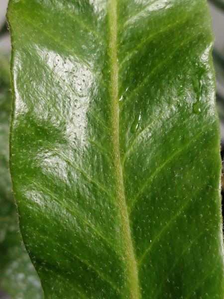 Pyrrosia subfurfuracea – Image 4