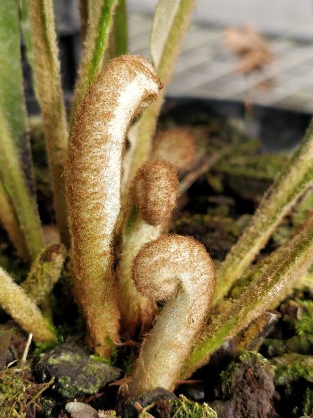 Pyrrosia subfurfuracea – Image 7