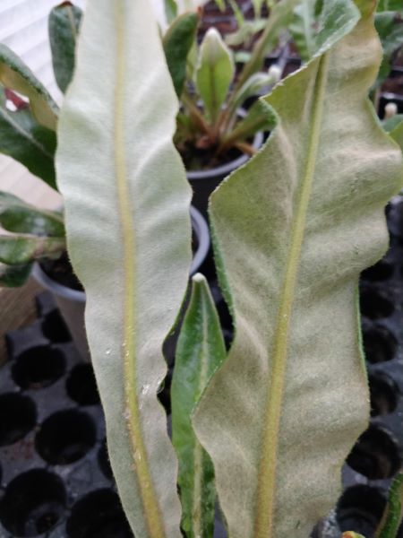 Pyrrosia subfurfuracea – Image 5