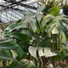 Monstera deliciosa 'Marmorata' – Image 4