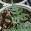 Aleuritopteris argentea - Image 3