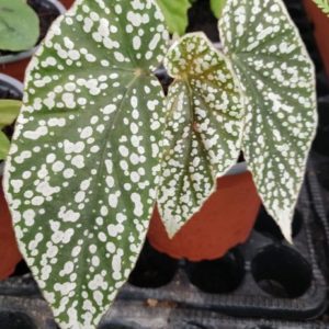 Begonia 'Snow Capped'