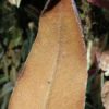 Pyrrosia sp Inde - Image 4