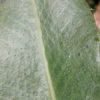 Pyrrosia sp Inde - Image 2
