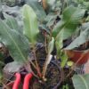 Pyrrosia sp Inde