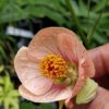 Abutilon 'Rose saumoné'