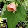 Abutilon 'Rose saumoné' - Image 3