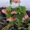 Abutilon 'Rose saumoné' - Image 2