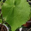 Abutilon 'Blanc' - Image 4