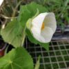 Abutilon 'Blanc' - Image 2