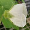 Abutilon 'Blanc' - Image 3