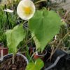Abutilon 'Blanc'