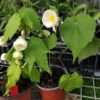 Abutilon 'Blanc' - Image 5