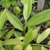 Alpinia caerulea